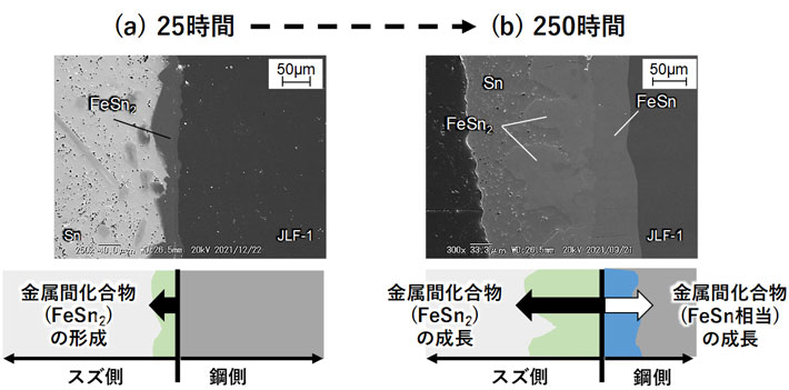 図2. 液体スズに浸漬した核融合炉構造材(低放射化フェライト鋼)の表層断面の走査型電子顕微鏡像、 (a) 500℃の液体スズに25時間浸漬した場合、(b) 500℃の液体スズに250時間浸漬した場合