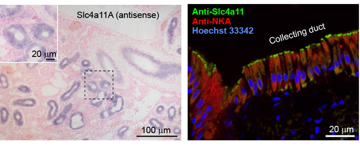図3 メフグ腎臓におけるSlc4a11Aの発現部位。(左)in situ hybridization法によるメフグ腎臓組織切片におけるSlc4a11Aの発現部位の解析。(右)蛍光免疫法によるメフグ腎臓組織切片におけるSlc4a11Aの発現部位の解析。