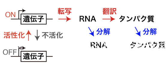 図1 動的な遺伝子発現状態の変化