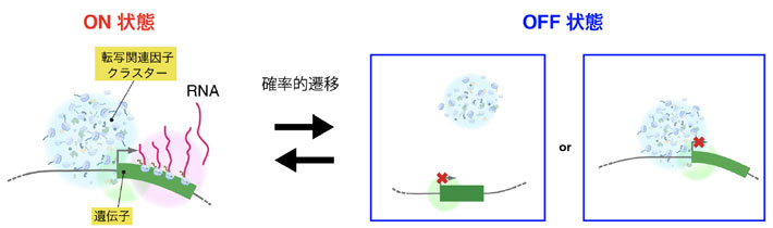 図2. ON状態における転写関連因子のクラスター形成。OFF状態においてこれらクラスターが遺伝子近傍に存在しないのか、クラスターが存在し続けるのかは不明でした。そのため、転写関連因子のクラスター形成そのものが動的な転写を制御しているのかどうかは不明でした。
