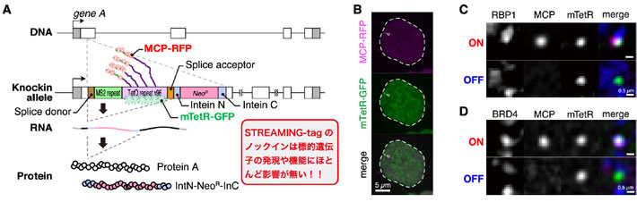 図3. (A)STREAMING-tagシステムの概要。(B)STREAMING-tagシステムを利用した遺伝子領域(mTetR-GFP)および転写活性状態(MCP-RFP)の可視化。(C, D)遺伝子領域の拡大写真。STREAMING-tagシステムに加えて、RPB1(C)およびBRD4(D)を同時に可視化しています。ON状態では転写活性状態を示すMCPの輝点が認められますが、OFF状態では認められません。
