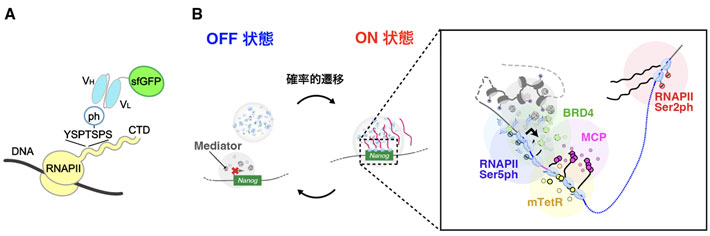 図4. (A)RNAPII-ser5ph mintbody。(B)本研究で明らかとなったON/OFF状態における各種転写関連因子の遺伝子近傍での集積。