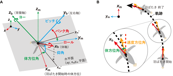 図1 ペンギンの水平面に対する姿勢角(A)と軌跡(B)。