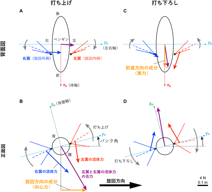 図2 ペンギンの翼の流体力。