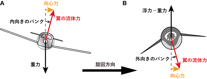 図3 左旋回する飛行機(A)とペンギン(B)のバンクと力の方向の模式図。