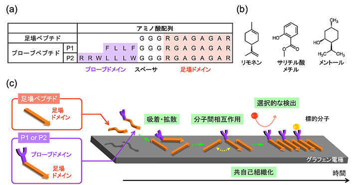 図1. （a）本研究で用いた3種類のペプチドのアミノ酸配列。（b）標的匂い分子の構造。 （c）グラフェン表面でのペプチドの共自己組織化過程の模式図。