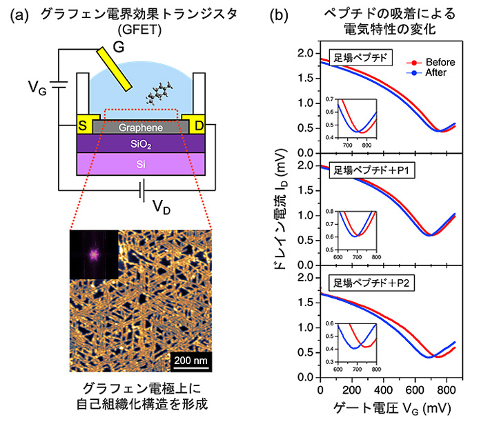 図2. （a）グラフェン電界効果トランジスタ（GFET）の模式図とグラフェン電極表面におけるペプチドの自己組織化構造。（b）ペプチドの吸着によるGFETのゲート特性の変化。