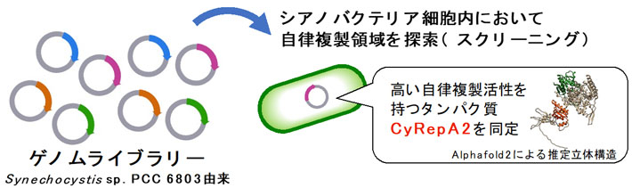 図1 シアノバクテリア自律複製領域の探索