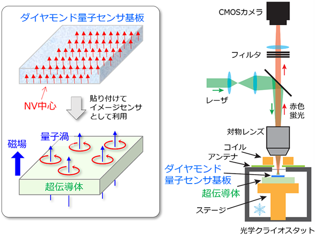 図1 ダイヤモンド量子センサによる超伝導体量子渦の観測のセットアップ (左)外部磁場が存在する場合、超伝導体の内部に量子渦が生成されることがある(左下)。量子渦は、線状になった磁束(青い細矢印)の周りを永久電流(円状の赤矢印)が取り囲む構造を持つ。本研究では、多数の窒素空孔中心(NV中心)(赤い短い矢印)が表面に集積されたダイヤモンド量子センサ基板(左上)を超伝導体に貼り付け、イメージセンサとして用いることで量子渦から漏れ出た磁場を可視化した。NV中心の方位が一方向に揃っているため高精度な磁場計測が可能。(右)光学クライオスタット内のステージに、ダイヤモンド量子センサ基板と超伝導体をセットし、温度を変えながら顕微鏡で観測を行う。コイルとアンテナはそれぞれ磁場とマイクロ波を印加するために用いる。