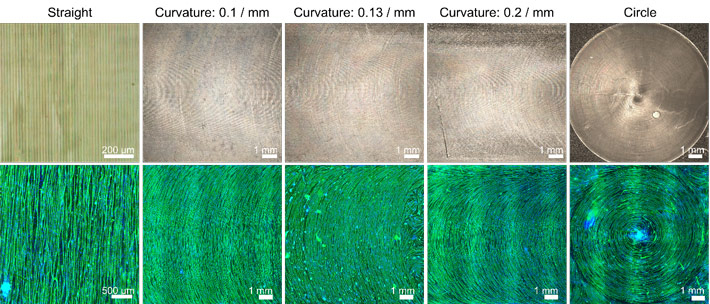 図2. (上)微細溝パターンを有するエラストマー薄膜と(下)微細溝パターンに沿って配列する筋管細胞のミオシン重鎖(緑) と細胞核(青) の蛍光染色画像。