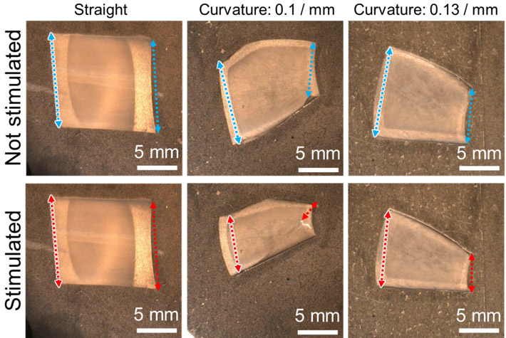 図3 バイオアクチュエータを電気刺激した際の収縮挙動