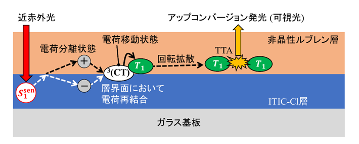 図1. 本研究で使用した測定試料の断面模式図。ガラス基板上にITIC-Clをスピンコート法により塗布し、さらにその上からルブレンの非晶性薄膜を蒸着することで測定試料を作成した。測定試料に近赤外光を照射すると、非晶性ルブレン層に三重項励起子が生成し、光アップコンバージョンが起こり可視光を放出する。
