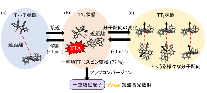図3. 非晶性ルブレン固体薄膜内部における三重項励起子対（TT）の配向運動に伴い進行する光アップコンバージョンのスキーム。ルブレン層に生成した2つの三重項励起子は、薄膜内部を拡散運動することで、（a）互いの距離が遠く離れた状態（T…T）と、（b, c）近接した状態（TT1, TT2）を10億分の1秒間隔で繰り返し往復する。（c）に示すように非晶性固体内部では三重項励起子対の分子配向も様々な状態をとる。