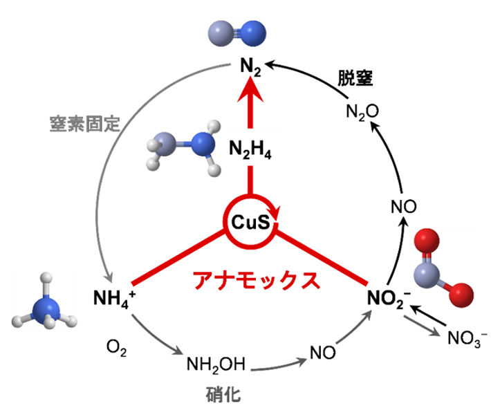 図1. アナモックス反応