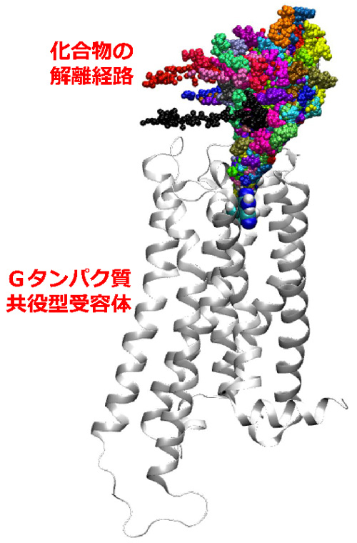 図2. Gタンパク質共役型受容体(白)から化合物が離れていく軌跡を、経路ごとに異なる色の球で示したもの。実時間で数分を要する現象を3ナノ秒以下のシミュレーション上の時間で観察することができた。これは解離に要する実時間の1,000憶分の1程度にあたる。