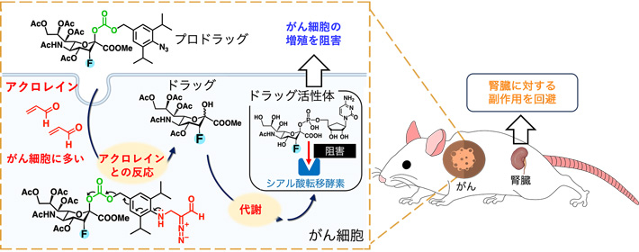 がん細胞内でのシアル酸転移酵素阻害剤の合成