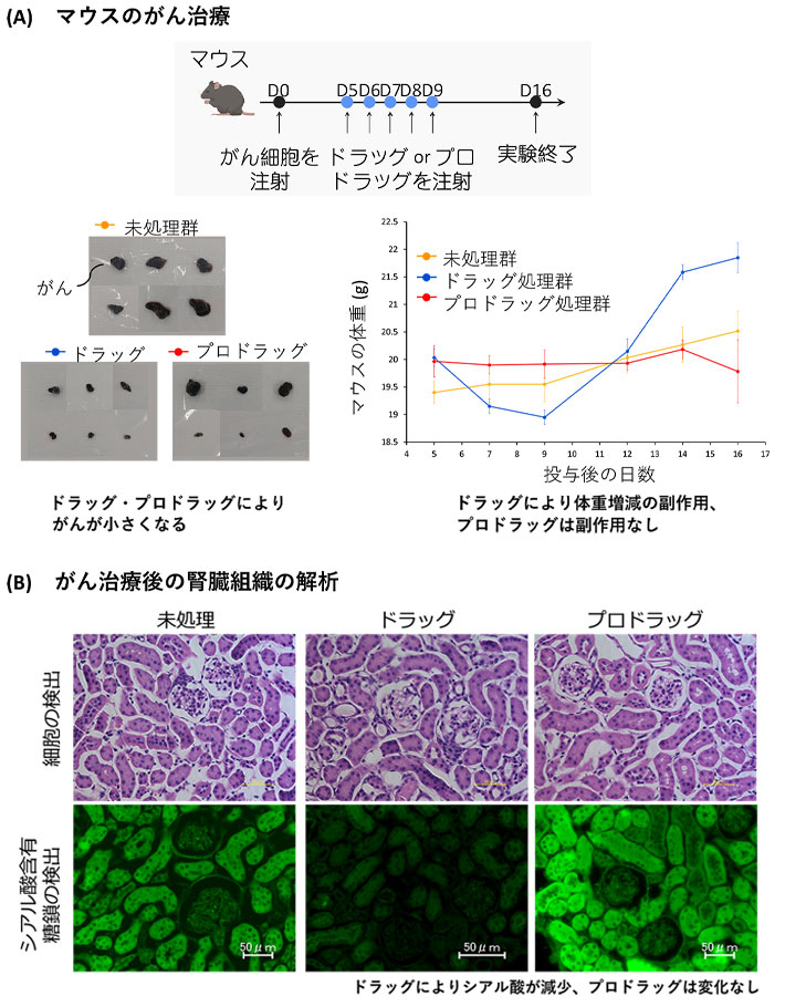 図1 プロドラッグとドラッグによるマウスのがん治療とがん治療後の腎臓組織の解析 （A）動物実験の概要（上、実験期間16日）。マウスにおける未処理群、ドラッグ投与群、プロドラッグ投与群の腫瘍体積変化（左下）と体重変化（右下）。ドラッグやプロドラッグは腫瘍の成長を抑える。ドラッグは体重増減の副作用があるが、プロドラッグにはその副作用がない。 （B）標準的な色素を用いたヘマトキシリン・エオジン（HE）染色による細胞の検出（上段）とシアル酸含有糖鎖の検出（下段）。シアル酸含有糖鎖は緑色の蛍光として検出される。ドラッグは腎臓組織のシアル酸を減少させるが、（下段中）、プロドラッグは腎臓組織のシアル酸を減少させない（下段右）。