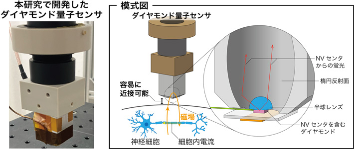 図2 本研究で開発したダイヤモンド量子センサの写真および模式図