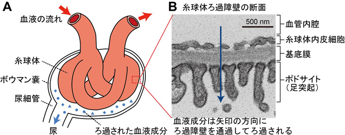 図1 糸球体の模式図（A）とマウスの糸球体ろ過障壁の3層構造の電子顕微鏡写真（B） 