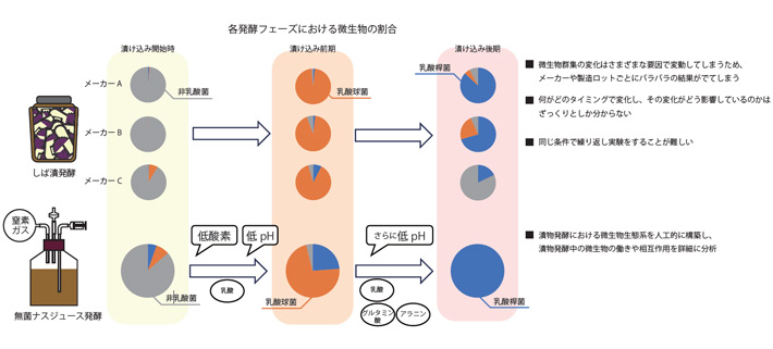 図1. 本研究はこれまで経験的に観察されてきた現象に対して、より高解像度のメカニズムを示した。 【上段】自発的発酵を利用するしば漬は同じ微生物群集が毎回発酵しているとは限らないため、どのように発酵が進むのか、メカニズムを詳細に理解することが難しい。実際に分析してみるとメーカーごと、製造ロットごとにばらつきがあることを確認した。 【下段】この問題を解決するため、無菌のナスジュースを使って人工的に構築した微生物群集を使って発酵させ、微生物群集と発酵産物の関係や、微生物群集を変化させる要因を明らかにすることができた。
