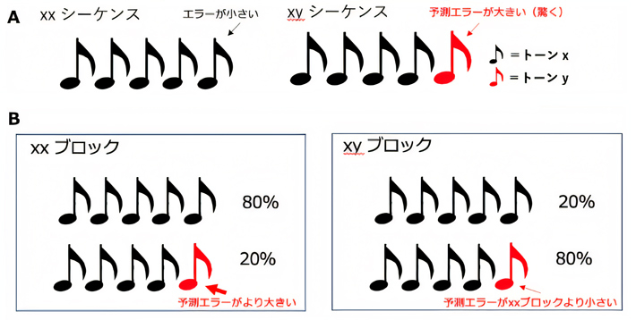 図3 マーモセットに提示した音刺激と予測される予測エラー。 A）使用した2種類のトーンシーケンス。B）xxおよびxyブロックの中で各シーケンスは異なる頻度で出現する。