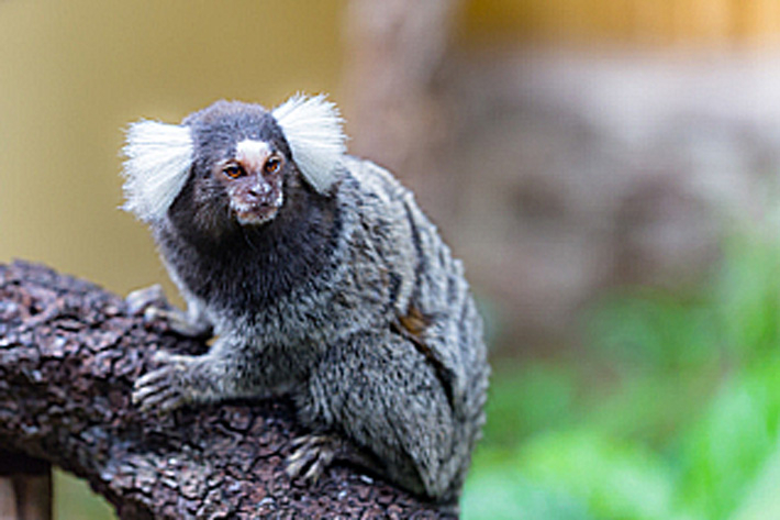 コモンマーモセット