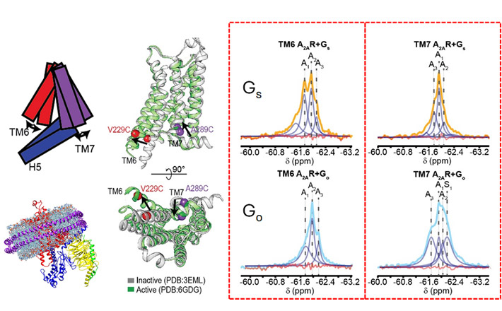 図2. フッ素19核磁気共鳴法で得られたスペクトル（赤いボックスの中）で示すように、A2ARがGSと結合した際に見られるTM6部位の2つの活性化状態（左のオレンジ色のピーク）と、GOと結合した際の1つの状態（薄青色のピーク）とTM7部位の主に1つの状態には、ダイナミクスに違いがみられる。