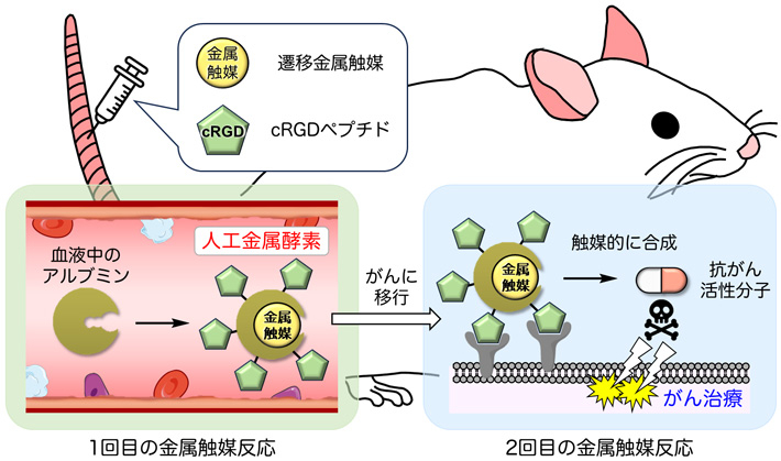 血液中のアルブミンを用いた人工金属酵素の合成とがん選択的な治療の概略図