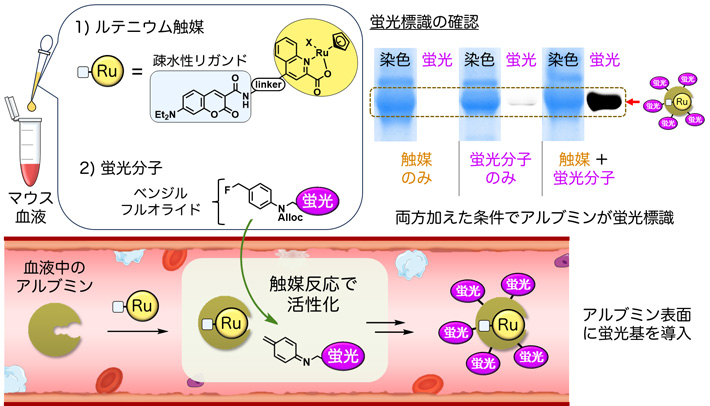 図1 ルテニウム触媒とベンジルフルオライドを用いた血中アルブミンの蛍光標識 マウスの血液にルテニウム（Ru）触媒とベンジルフルオライド構造を持つ蛍光分子を加えると、ルテニウム触媒の疎水性リガンドの効果で、ルテニウム触媒が血液中のアルブミンに配位する。するとルテニウム触媒が触媒反応によって蛍光分子を活性化させる。その活性種がアルブミンと反応し、アルブミンが選択的に蛍光標識される。