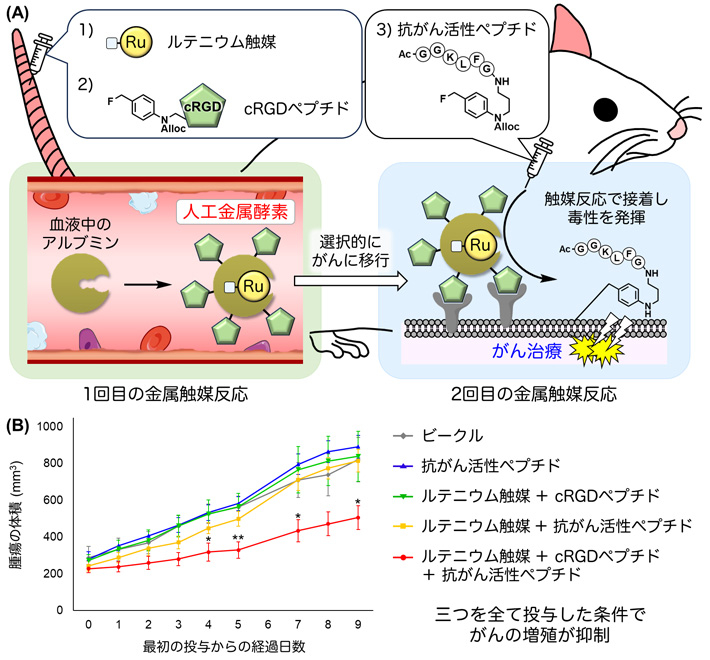 図2 SW620がんを移植したゼノグラフトモデルマウスを用いたがん治療 （A）生体内合成化学治療の手順。ルテニウム触媒とcRGDペプチドを持つベンジルフルオライドを、SW620がんを移植したマウスに静脈投与し、体内で人工金属酵素を合成した。がんに移行した人工金属酵素によって、追加で投与した抗がん活性ペプチドを持つベンジルフルオライドががんに接着され、毒性を発揮する。 （B）マウスに試薬を投与した後の腫瘍の体積の変化。三つの試薬を全て投与した条件（赤）だけで腫瘍の増殖が抑制された。