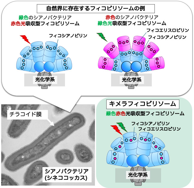 図1 集光性アンテナ複合体フィコビリソーム 
