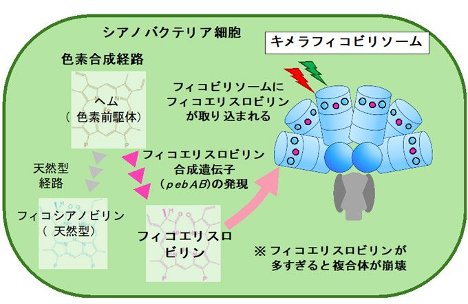 図2 フィコエリスロビリンの制御によるフィコビリソームの機能改変 