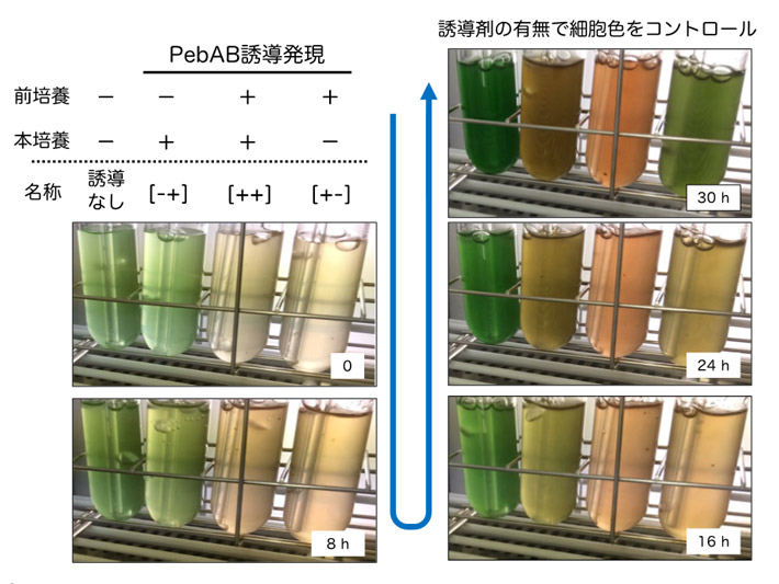 図3 PebAB 誘導発現シアノバクテリア培養液の継時的変化 