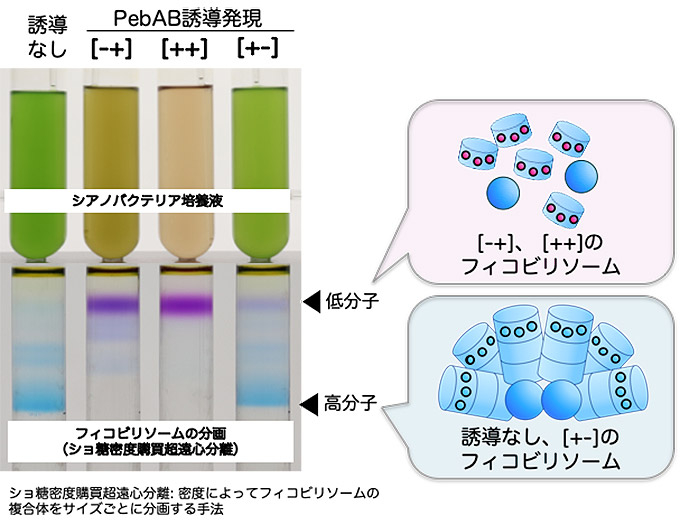 図4 PebAB過剰発現によるフィコビリソーム複合体の崩壊 