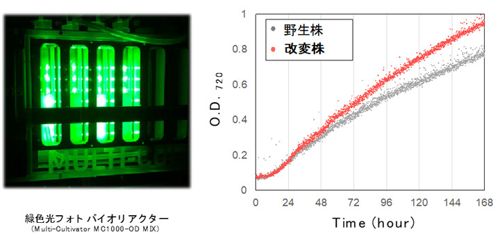 図5 緑色光下における増殖の比較 