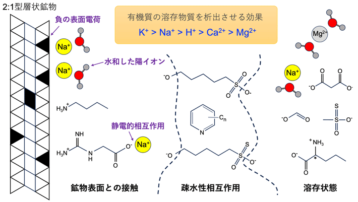 図3. 小惑星リュウグウの陽イオン—有機物—鉱物間の相互作用を説明する概念モデル。層状フィロケイ酸塩鉱物の接触領域では、陽イオンや有機化合物が静電相互作用によって鉱物の表面近傍に位置し、負の表面電荷をナトリウムなどが安定化させる。主な溶存陽イオンはNaであり、層状フィロケイ酸塩鉱物の陽イオン交換プールのイオン組成から復元した。