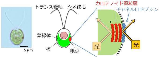 (左)クラミドモナス細胞と(中)その模式図。2本の鞭毛を平泳ぎのように動かして水中を泳ぐ。核を取り囲むようにして葉緑体がある。細胞の中に見える赤い点が眼点。眼点に近い側の鞭毛をシス鞭毛、遠い側をトランス鞭毛と呼ぶ。(右)眼点の模式図。赤いカロテノイド色素を含む顆粒層の直上の細胞膜に光受容タンパク質チャネルロドプシンがある。色素顆粒層が光を反射する性質をもつため、チャネルロドプシンは細胞の外から来た光にのみ反応する。