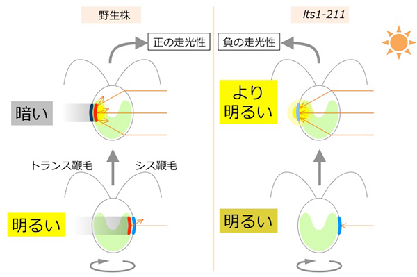 細胞レンズ効果仮説。野生株が正の走光性を示すような条件下で、右に光源があるとき、野生株(左)は眼点(色素層を赤、光受容体を青で示した)が右にあると色素層の光の反射により「明るい」、左側にあると、たとえ細胞がレンズ効果で集光したとしても、それは色素層で遮られて「暗い」と感じる。明るいと感じたときにトランス鞭毛を強く打って右にターンする。lts1-211細胞は色素層を持たないが光受容体は存在するので、これが右を向けば「明るい」と感じる。しかし、光受容体が左側を向いたとき、もしも細胞が集光したら、「より明るい」と判断し、このときトランス鞭毛を強く打つと左にターンするだろう。