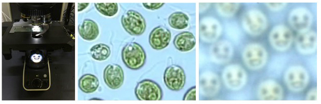 細胞レンズ効果仮説。野生株が正の走光性を示すような条件下で、右に光源があるとき、野生株(左)は眼点(色素層を赤、光受容体を青で示した)が右にあると色素層の光の反射により「明るい」、左側にあると、たとえ細胞がレンズ効果で集光したとしても、それは色素層で遮られて「暗い」と感じる。明るいと感じたときにトランス鞭毛を強く打って右にターンする。lts1-211細胞は色素層を持たないが光受容体は存在するので、これが右を向けば「明るい」と感じる。しかし、光受容体が左側を向いたとき、もしも細胞が集光したら、「より明るい」と判断し、このときトランス鞭毛を強く打つと左にターンするだろう。