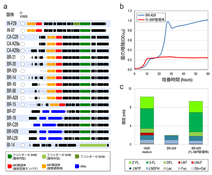 母乳オリゴ糖の利用に関わる遺伝子の同定