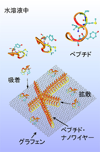 グラフェン上におけるペプチド自己組織化の模式図