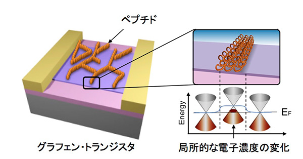 グラフェン・トランジスタ表面に形成された自己組織化ペプチドのナノワイヤ（左）とグラフェンの電子状態（右）の模式図