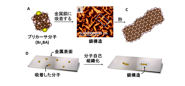 (A-C)グラフェンナノリボンの合成過程(D)分子自己組織化による鎖構造の形成過程