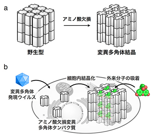 （a）アミノ酸欠損による結晶内細孔空間の構築、（b）細胞内における結晶内への蛍光色素の吸着。
