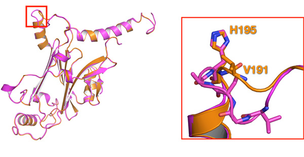 変異体結晶（オレンジ色）の結晶構造と野生型（マゼンタ色）の結晶構造の重ね合わせ。