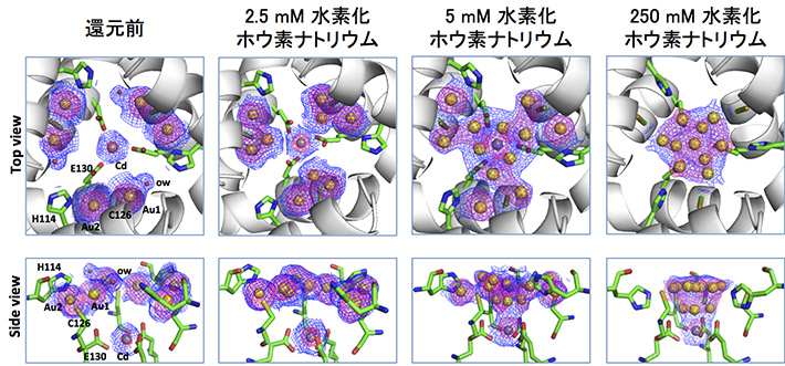 フェリチン3回対称軸チャネルにおける金イオン還元反応の構造変化の詳細