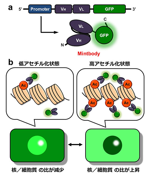 ミントボディの構造と検出原理