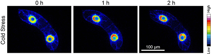 ミントボディのイメージング像