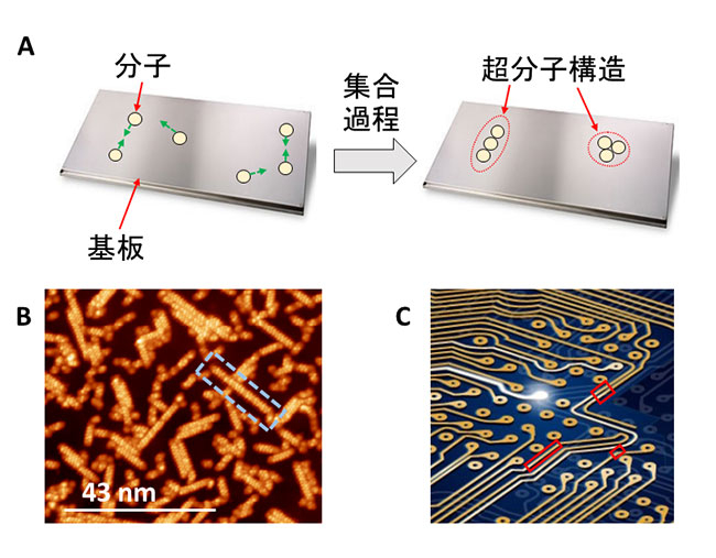 （A）分子自己組織化の簡単な説明。基板表面に付着した分子は互いに引き合い（引力相互作用）、集合する。そして超分子構造が形成される。緑色の矢印は分子間の引力相互作用を示す。（B）走査トンネル顕微鏡で観察した超分子構造の例（橙色の部分）。基板として金属銅を用いている。電気配線として利用可能な超分子構造は青色の点線で示す。（C）電子回路のイメージ図。黄色の線が電気配線である。ナノエレクトロニクスでは、電子回路の電気配線を超分子構造で代替することが重要である。例えば、赤色で示す配線を直線状の超分子構造に代替することが考えられる。