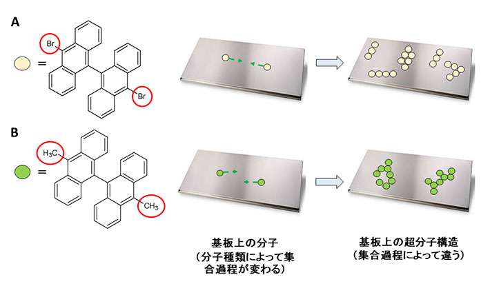 分子の種類によって基板上の分子集合過程および超分子構造の形状が変わる。この図は二つの分子種類（（A） dibromo-bianthracne, （B） dimethyl-bianthracene）の集合過程を比較する。（A）と（B）では赤色の円内の原子種が異なっている（Brは臭素、CH3はメチル基をあらわす）。